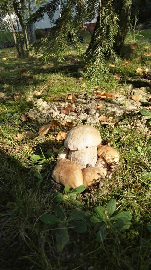 Siedlisko Gruszki Puszcza Bialowieska Narewka Extérieur photo